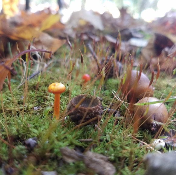 Meet your Posher, Chelsey - Picture 12 of 16